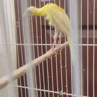 قناری جیبوس|پرنده|مشهد, ابوذر|دیوار