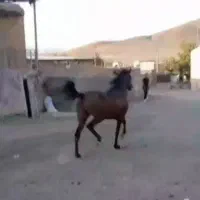 فروش کره اسب مادیان سن ۲ سال نیم نژاد درشور