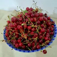آلبالو