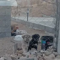 واگذاری توله سگ