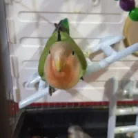 طوطی برزیلی رام