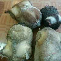 پنیر گوسفندی خیکی (مورتال پنیری)