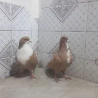 نر ماده زرد رسمی