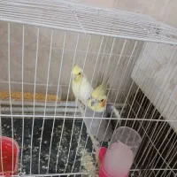 یک جفت عروس هلندی لوتینو