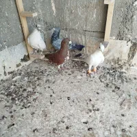 جوجه ساده و کلنه