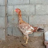 مرغ و خروس و جوجه لاری اصل|حیوانات مزرعه|سمنان, |دیوار