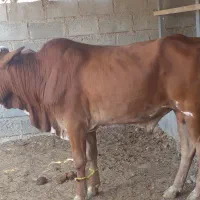 نرگاو بزرگ برای کشتار چاق و تمیز سرحال|حیوانات مزرعه|سیریک, |دیوار