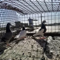 اسباب بازی|اسباببازی بچه|تربتحیدریه, مسجد جامع|دیوار