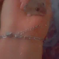 همستر همستر