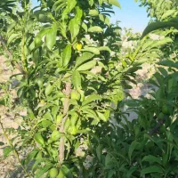 باغ ،باغچه (انجم اباد)