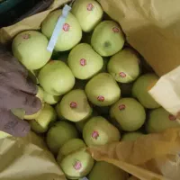 سیب لوکس کوهستانی ارومیه ترگور دربند|خوردنی و آشامیدنی|سیلوانه, |دیوار