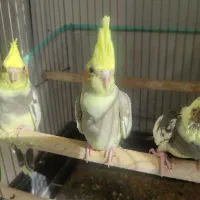 جوجه عروس هلندی ویکی ماده یک ساله