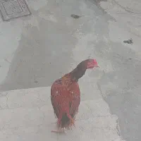 خروس لاری