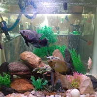 ماهی آکواریوم تزیینی اسکار