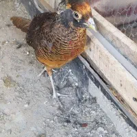 مرغ وخروس زینتی|پرنده|الوند, |دیوار