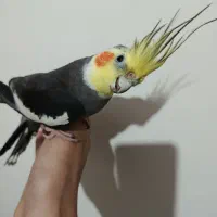 عروس هلندی نر دستی