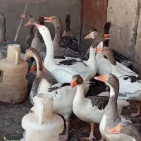 غاز گوشتی و تخم گذار باغچه زمین
