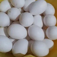 فروش 26 تخم مرغ تازه خوراکی