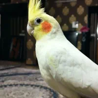 یک جفت عروس هلندی ارمنی دریک یک