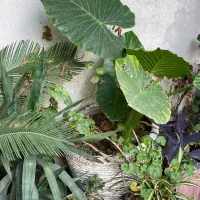 فروش گل و نهال میوه|گل و گیاه طبیعی|رشت, چله خانه|دیوار