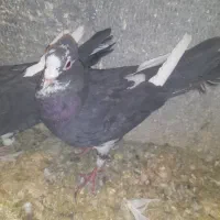 جفت پلنگ اسطوره همهچی میزون|پرنده|رفسنجان, |دیوار