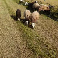 میش بره کهره