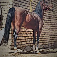 نریان سه سال نیم