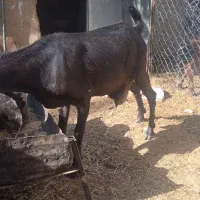 بز پاکستانی جوان