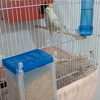 جفت مولد مرغ عشق رینبو رنگین کمانی فنچ طوطی راهب