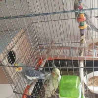 عروس هلندی
