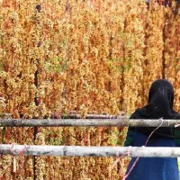 کشمش سبزه انگوری(دودی)وتیزاب|عمدهفروشی|ملایر, |دیوار