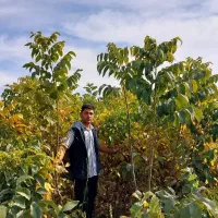 فروش انواع نهال میوه های پیوندی و اصلاح شده|خدمات باغبانی و درختکاری|سنندج, |دیوار