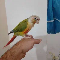 طوطی گرنجیک همراه قفس