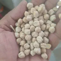 حبوبات نخود