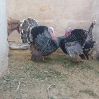 بوقلمون نر|حیوانات مزرعه|هامون, |دیوار