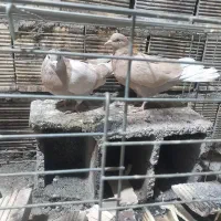 کفتر زرد روزگاری