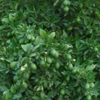 لیمو ترش چهار فصل|گل و گیاه طبیعی|قنوات, |دیوار