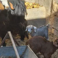 فروش بز و بزغاله|حیوانات مزرعه|میمه, |دیوار