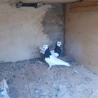 ۱ جفت جوجه طوقی.