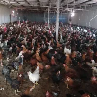 جوجه محلی (نیمچه )