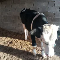 گوساله گوشتی پرواری نر سیمینتال