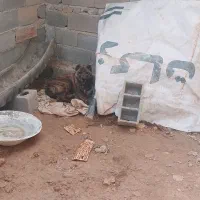 سگ خراسانی پلنگی شیش پنجه