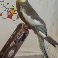 عروس هلندی،طوطی برزیلی،مرغ عشق