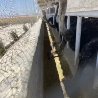 فروش شترمرغ پرواری