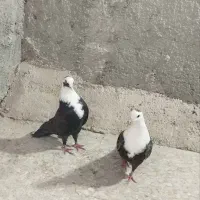 کبوتر مخمل و کبوتر بهبهانی