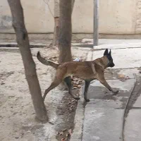 توله مالینویز