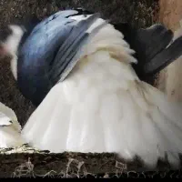 3تاکفتر ساده سیاه کاکلی نر واکسی بزرگه پرشی|پرنده|مشهد, رستگار|دیوار