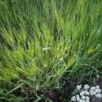 فروش جو علفی در قنبرآباد