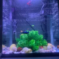 آکواریوم شیشه خم