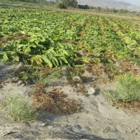 تنبک جاسکی|سازهای سنتی|میناب, |دیوار